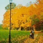 Jesienny spacer z dzieckiem w parku, żółte liście na ziemi i na drzewach