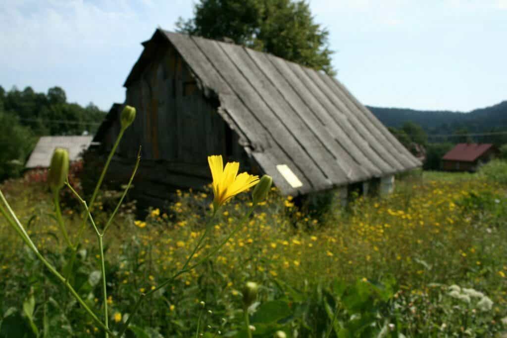 stara chata w Cisnej, z przodu zarośnięta łąka