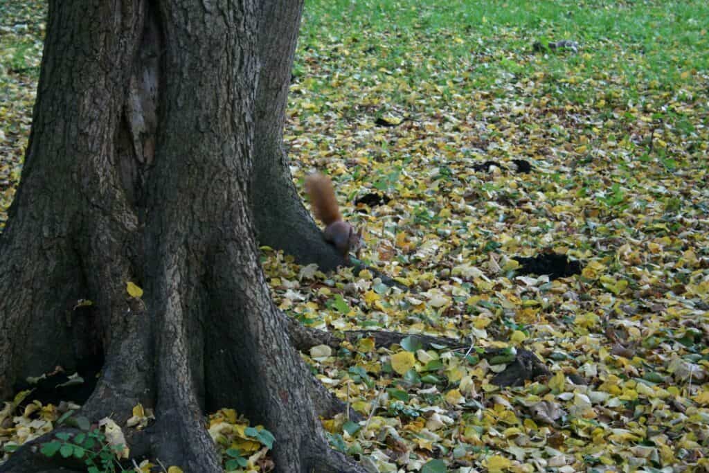 jesień, wiewiórka wygląda zza drzewa