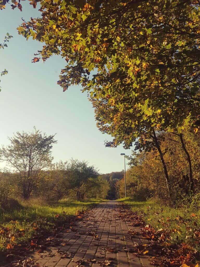 droga do pracy, niebieskie niebo i jesienne drzewa i zółte liście
