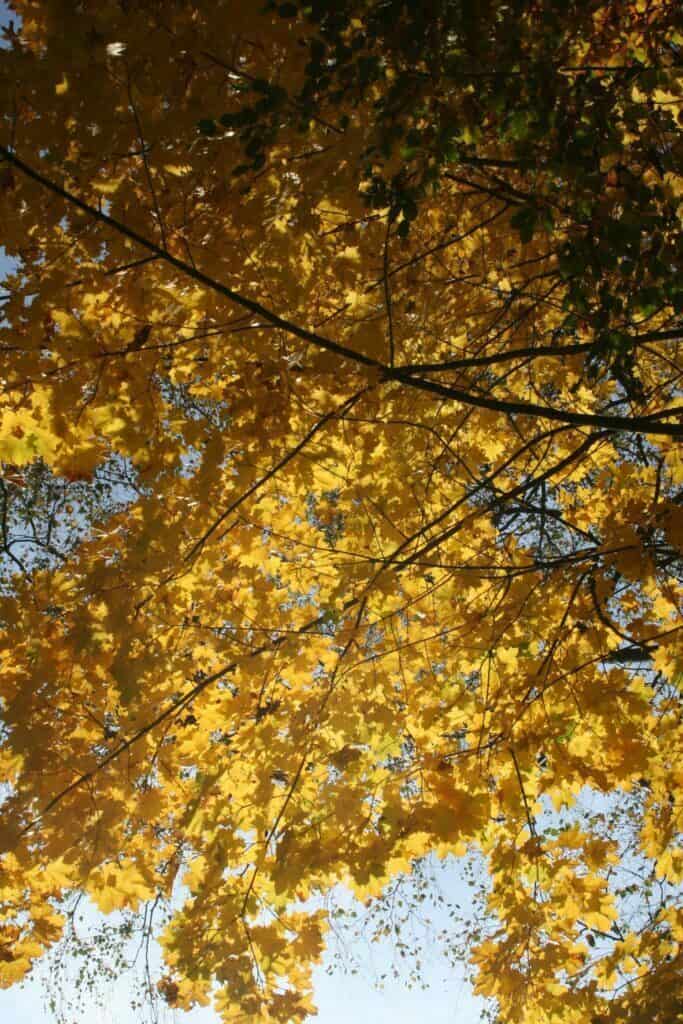 drzewo i żółte liście, przez które prześwietla słońce
