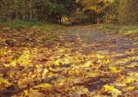 droga pokryta żółtymi jesiennymi liśćmi