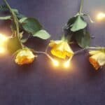 na blacie leżą żółte róże otoczone świątecznymi lampkami