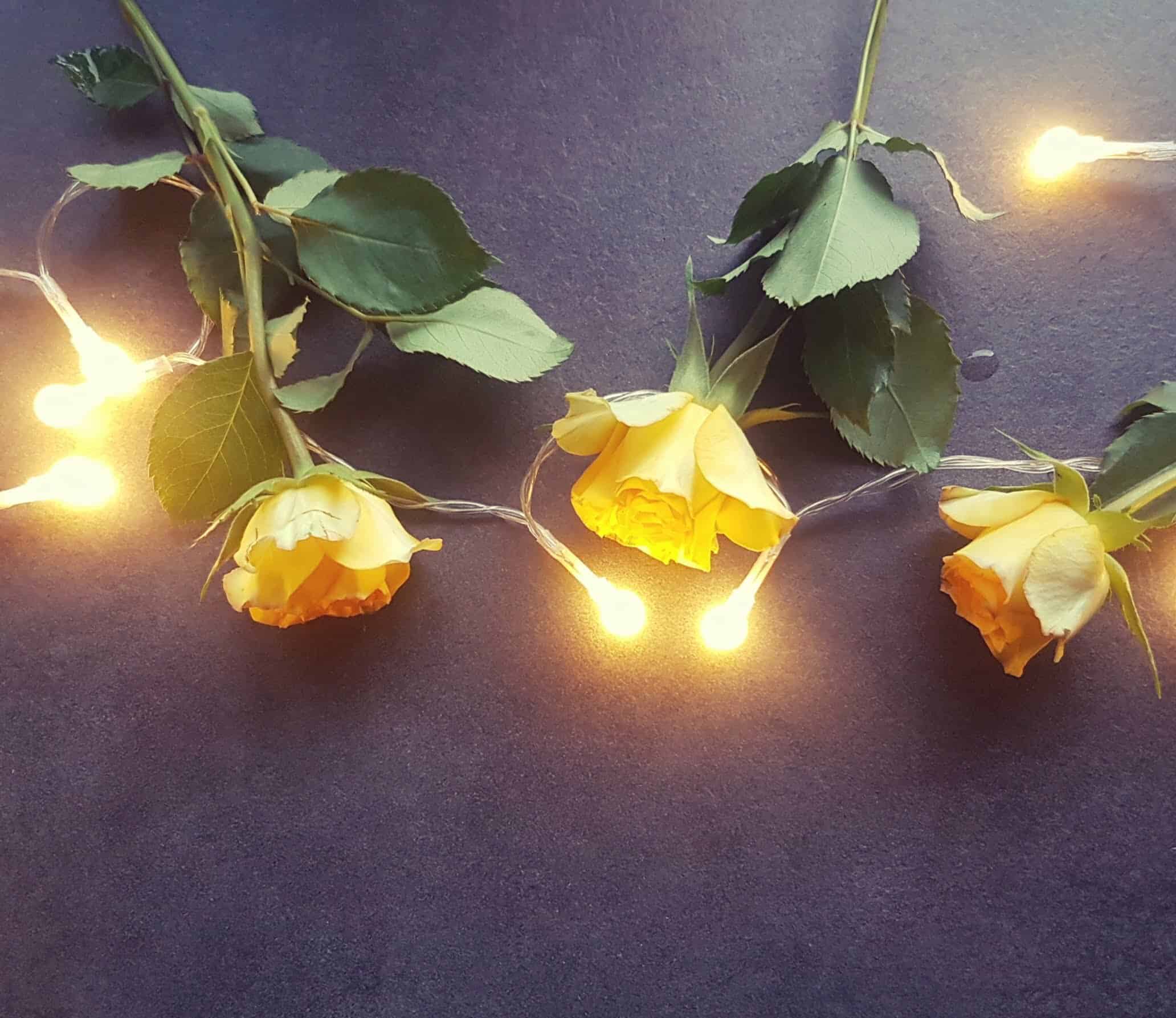 na blacie leżą żółte róże otoczone świątecznymi lampkami