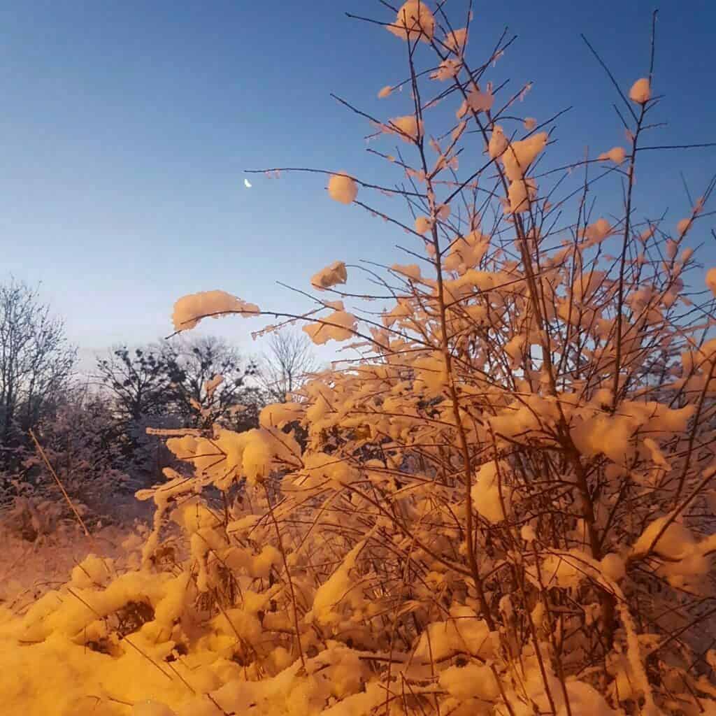 zimowy krzaczek, obsypany śniegiem, w tle wschodzące słońce