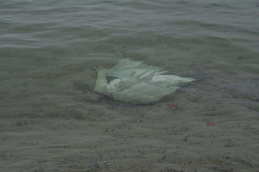 martwy łabędź w falującej wodzie