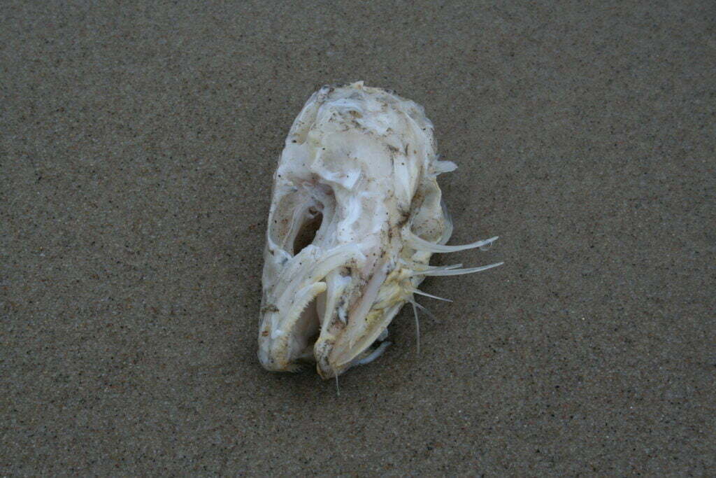 rybia czaszka na plaży