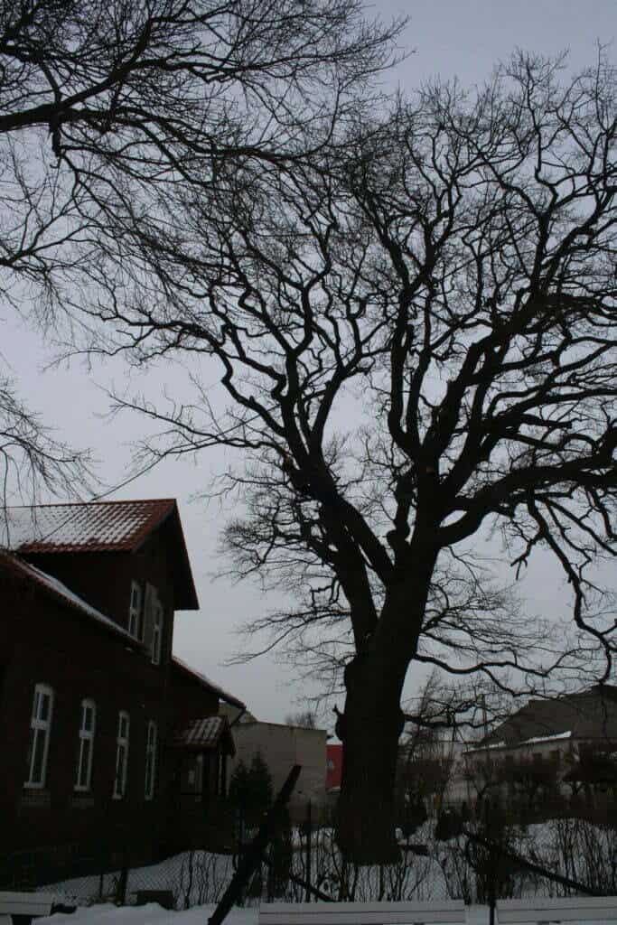 Hel, zima, bezlistne drzewo