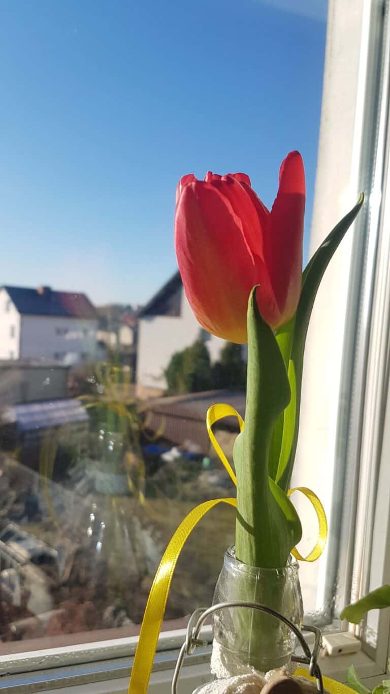 tulipan w wazoniku na tle niebieskiego nieba
