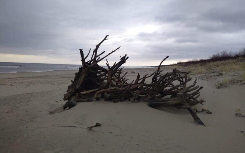 korzenie drzewa wyrzucone na brzeg na plaży