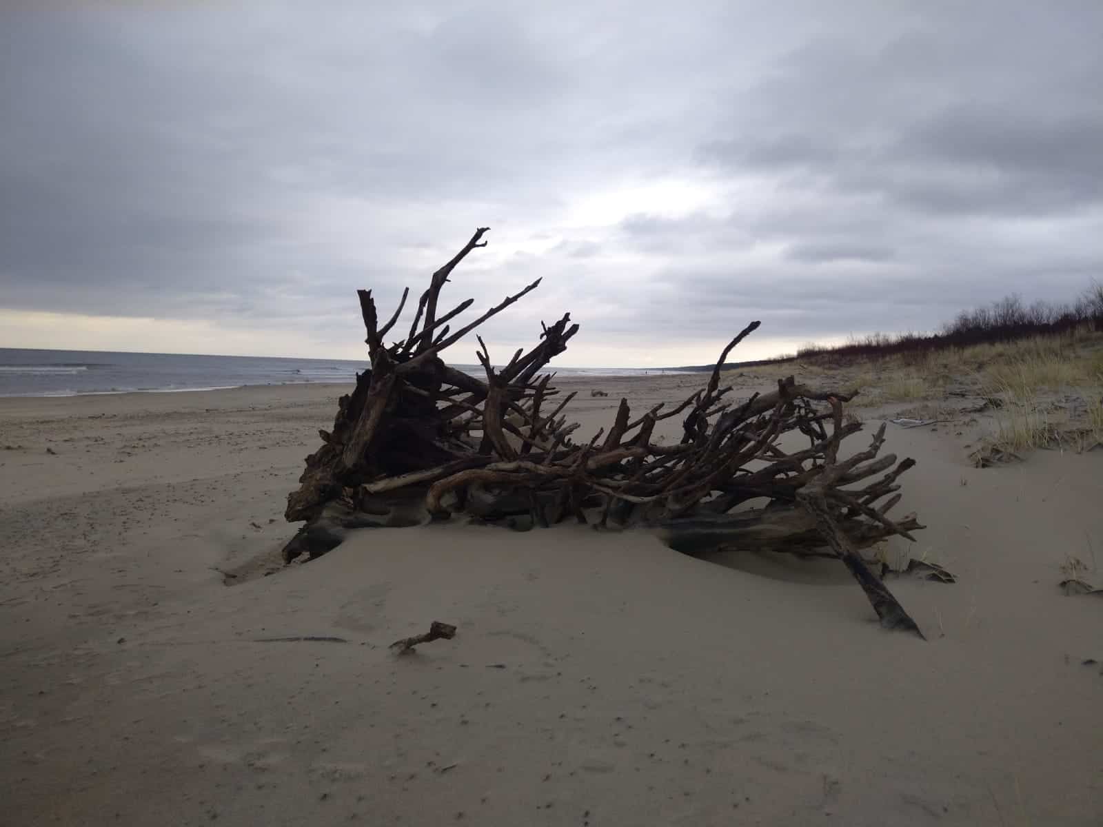 korzenie drzewa wyrzucone na brzeg na plaży