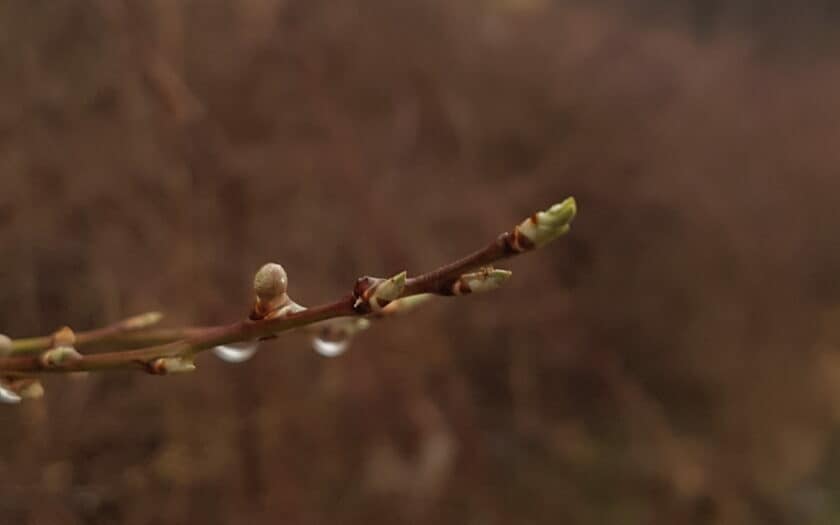 wiosenny pąk krzewu, w deszczu