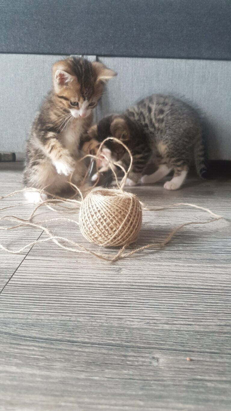 małe kotki bawią się kłębkiem sznurka