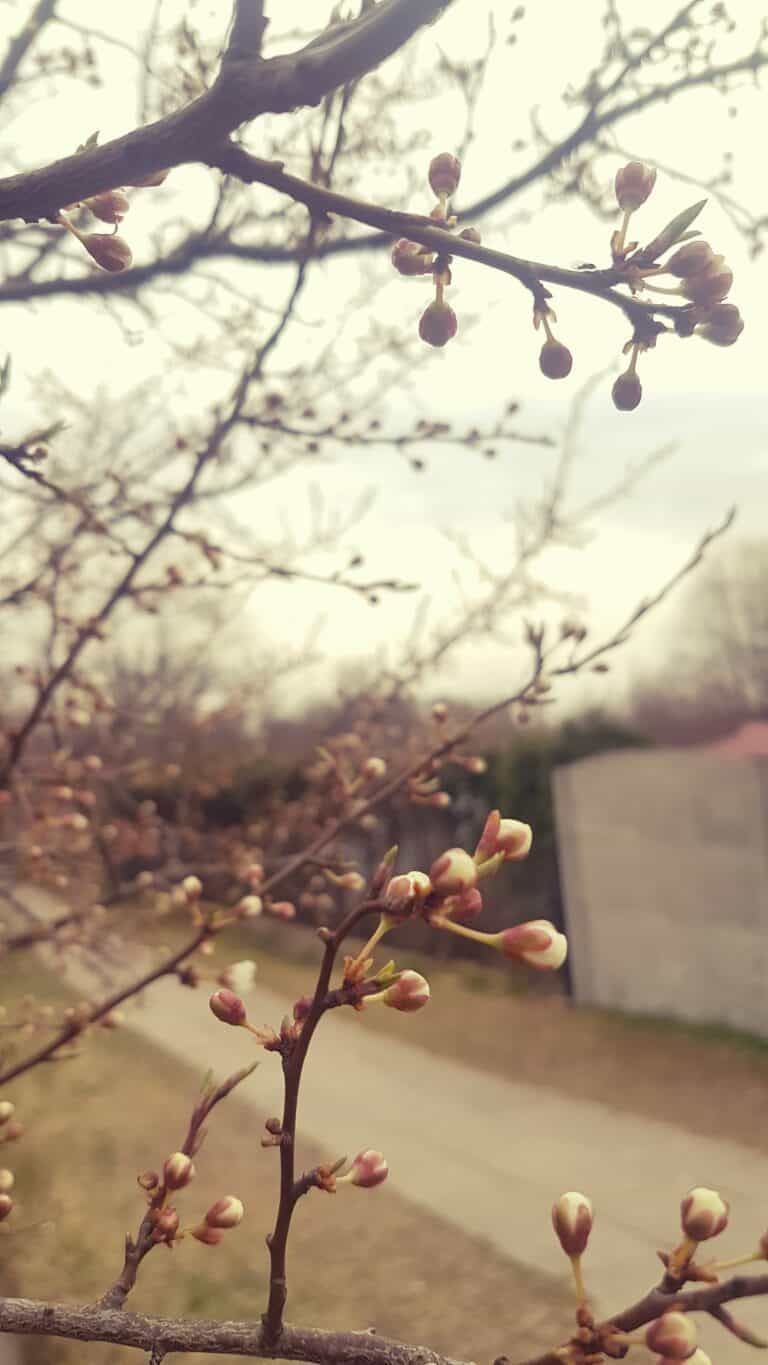 wiosenne pączki na drzewie