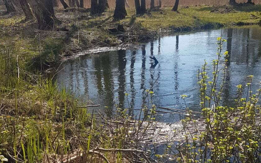 wiosna, rzeka Piaśnica