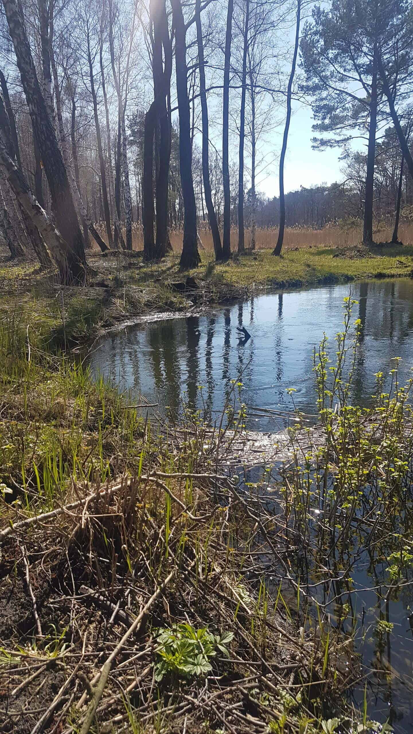 wiosna, rzeka Piaśnica