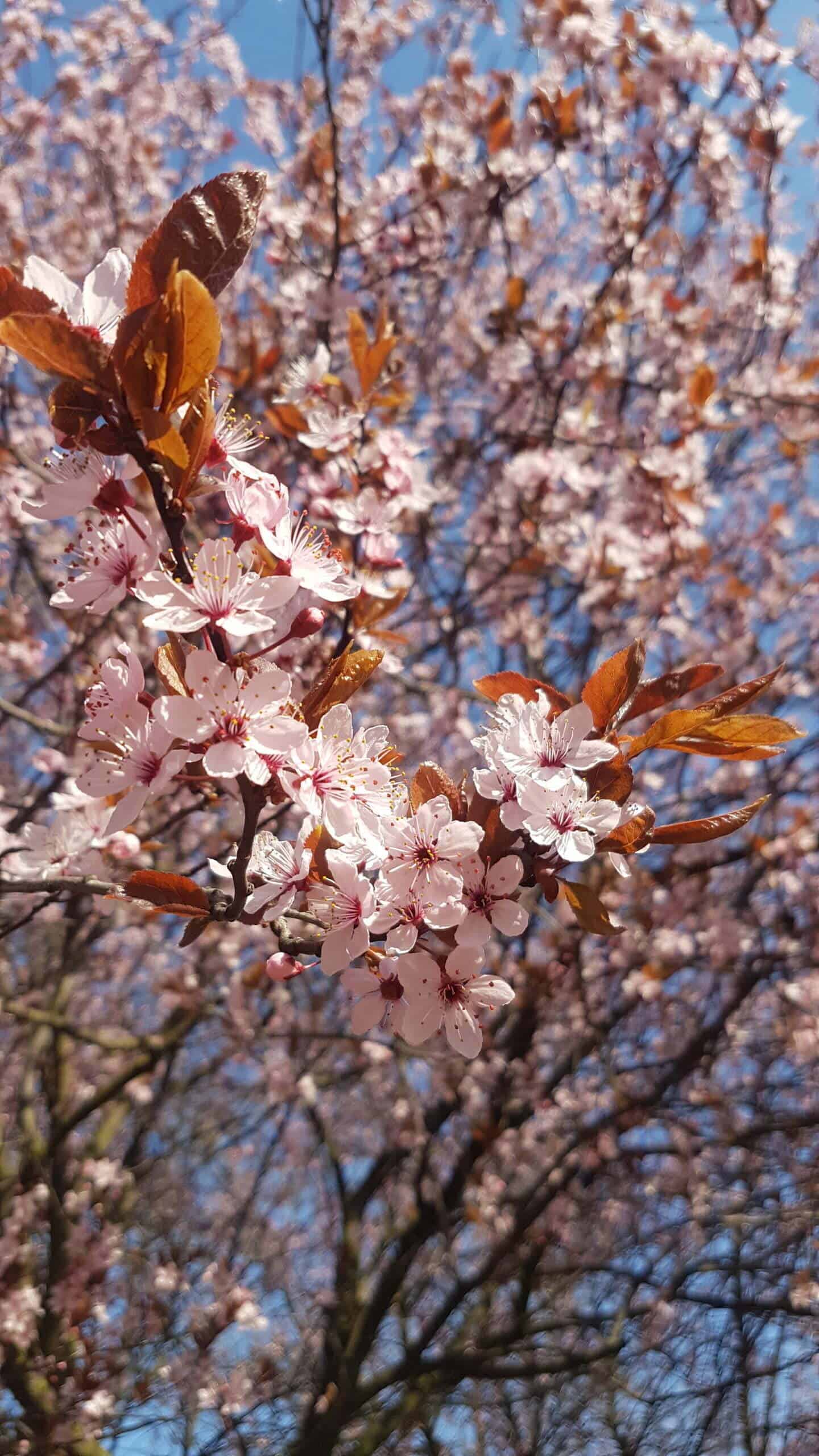 opowieści rodzinne - wiosna i rozkwitające kwiaty drzewa owocowego