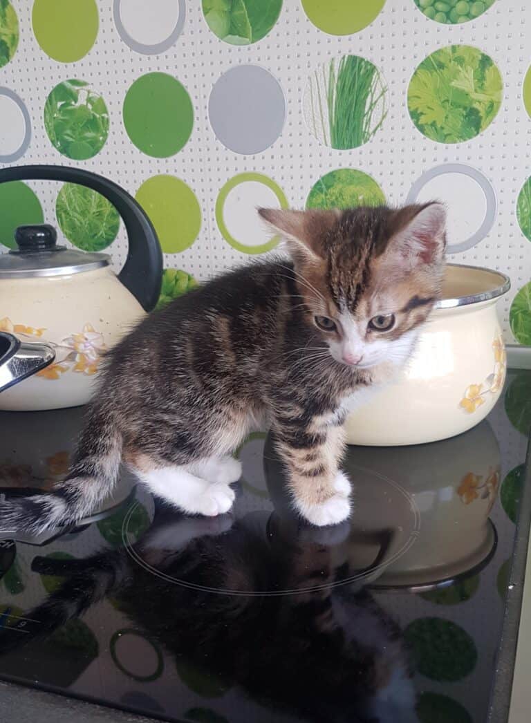 mały kotek na kuchence, wśród garnków