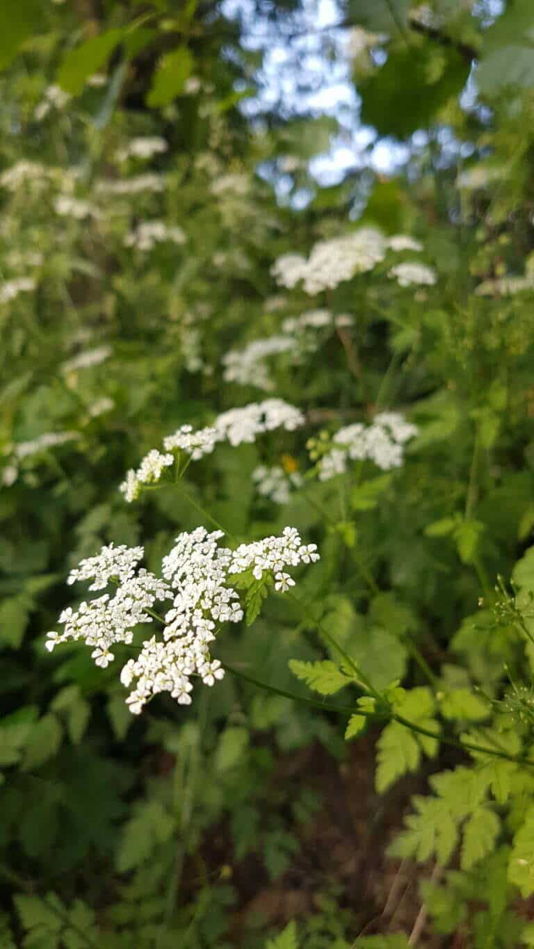kwiaty polne - białe