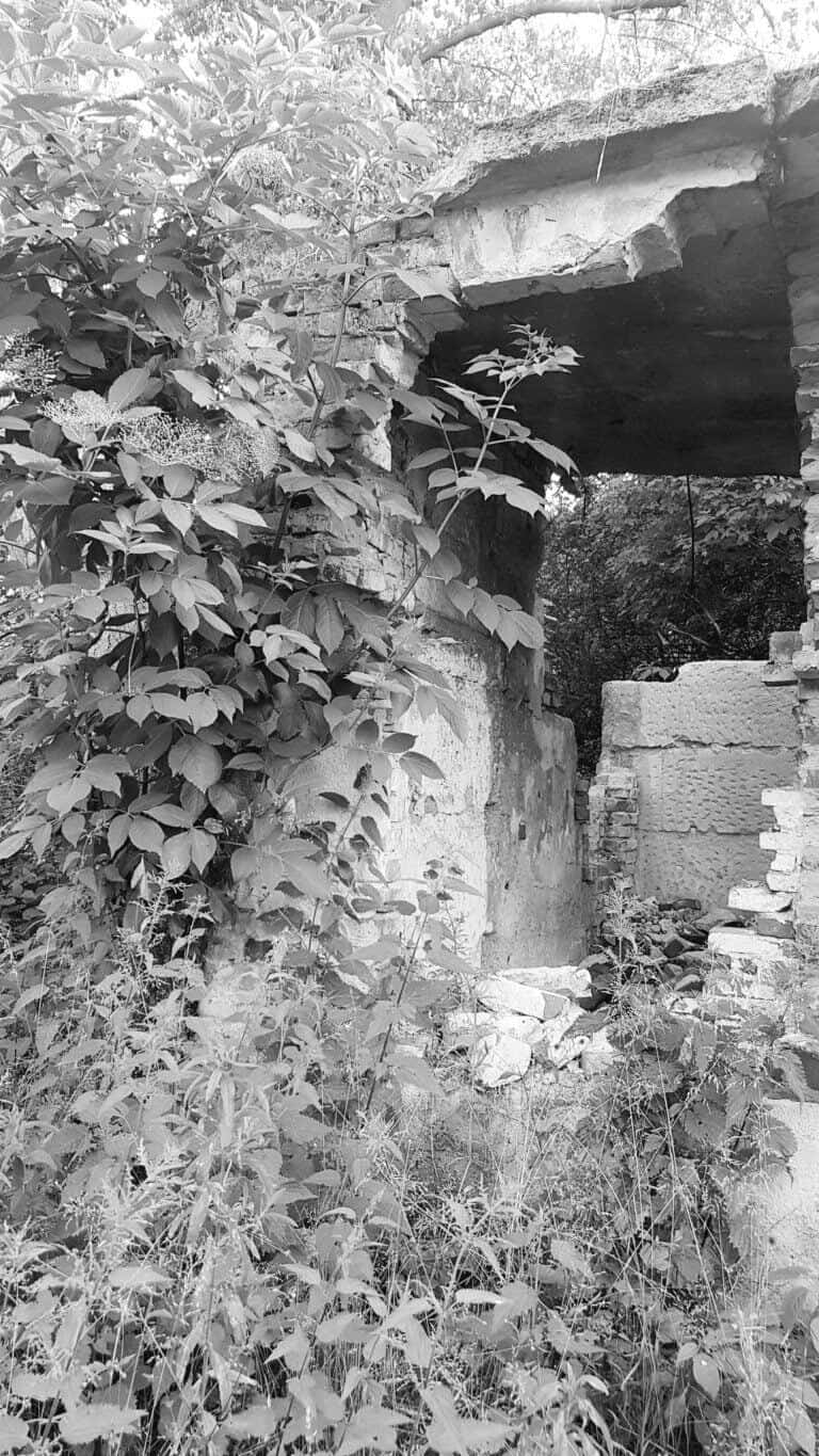 wakacje na wsi - czarno- białe zdjecie starego, opuszczonego gospodarstwa, pozostały ruiny, otulone drzewami, krzewami i gąszczem pokrzyw