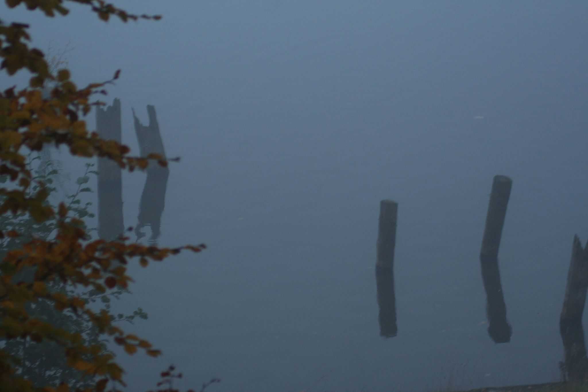 listopadowe impresje - jezioro, odbija się trochę drzew żółtymi liśćmi i palik, większość zdjęcia tonie we mgle