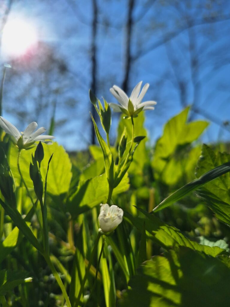 maj - kwiaty białe, pnące się ku słońcu