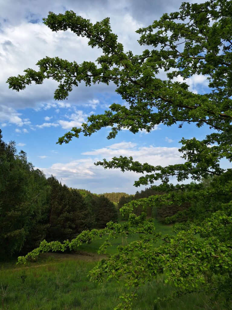 maj - niebo pochmurne, zielone gałązki i las