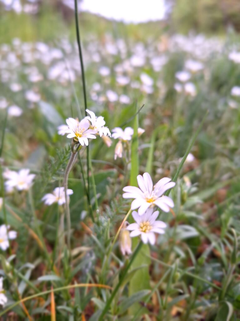 maj - kwiatki na łące, białe, w zielonej trawie, z tyłu zamglone