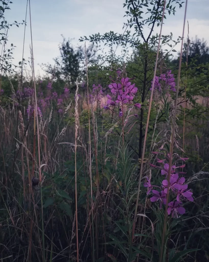 łąka i fioletowe, delikatne kwiaty o zmierzchu