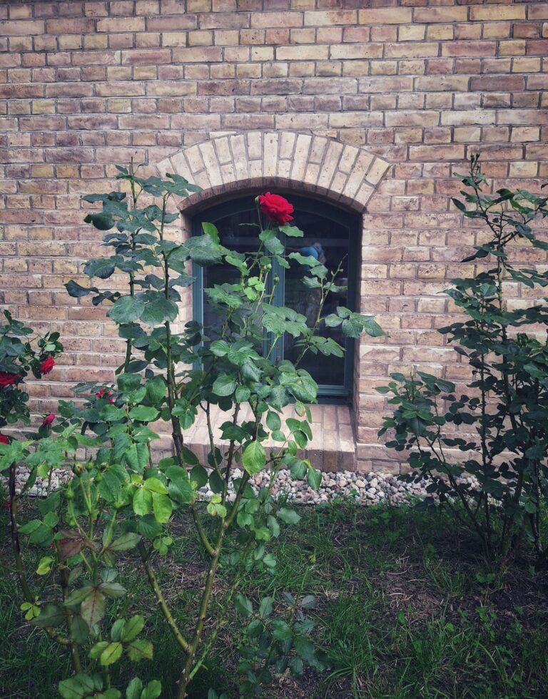 okno pałacyku i krzak róży, malowniczo na Literacki Sopot 2023