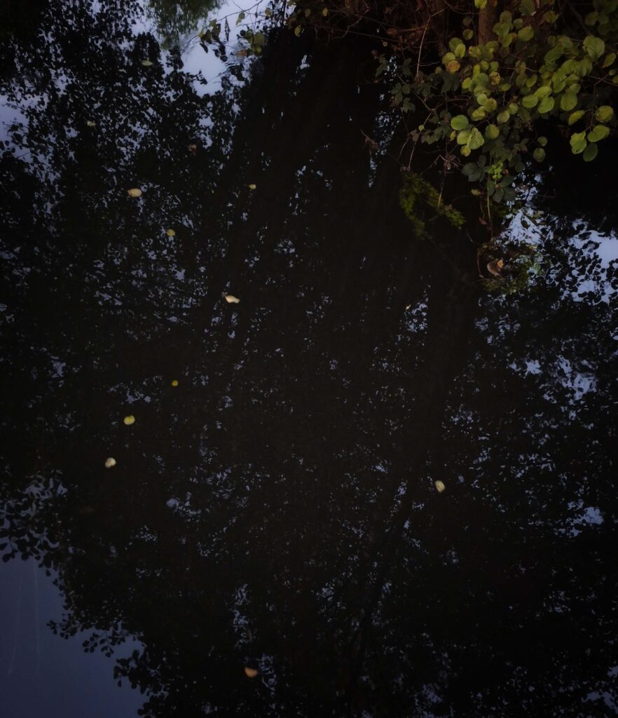opowieści rodzinne - ilustracja liści płynących w rzece, odbija się tez drzewo, jest już prawie jesiennie, babie lato
