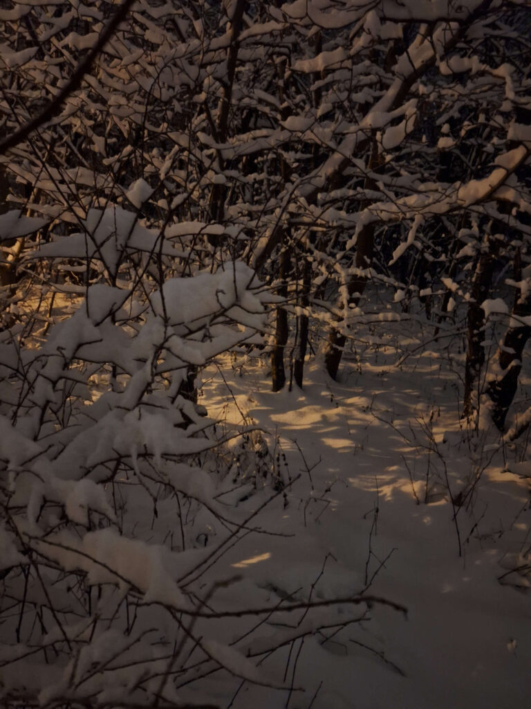 zdjęcie drzewa i śniegu, ale już z lekkim kolorem, oświetlone