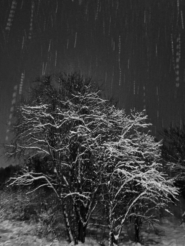 czarno-biały styczeń - drzewo, na które pada śnieg