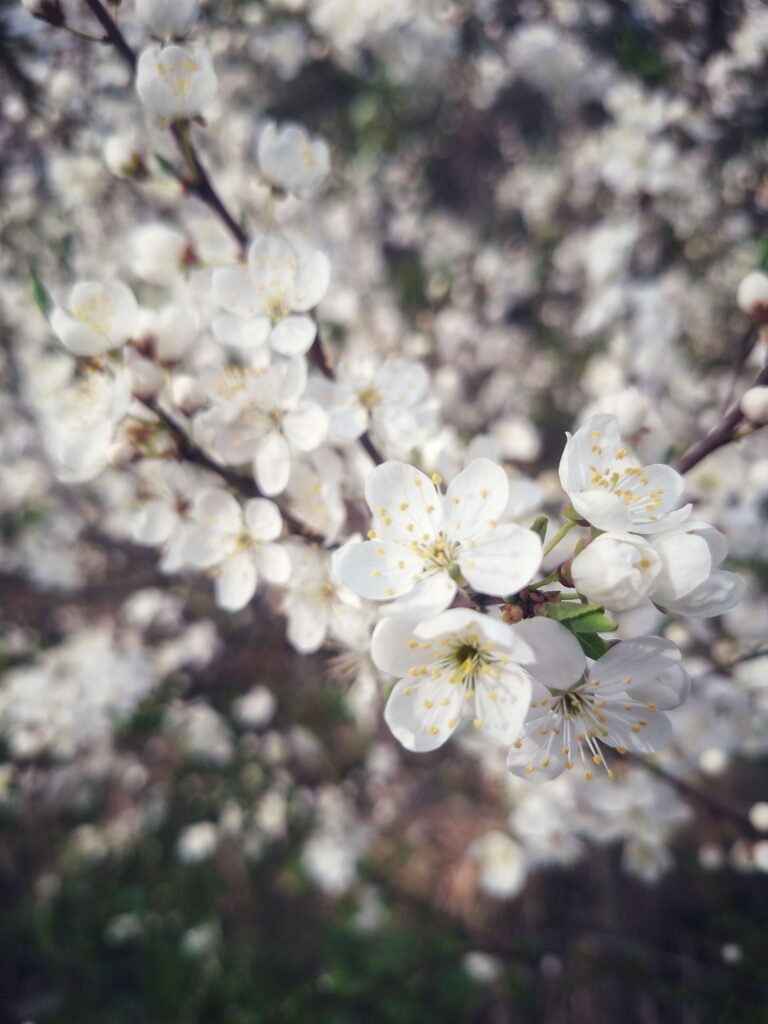 kwitnące wiosenne białe kwiaty, jak chwila, w której trwa szczęśliwe dzieciństwo
