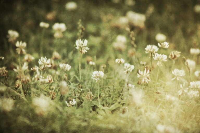 łąkowe, polne kwiaty